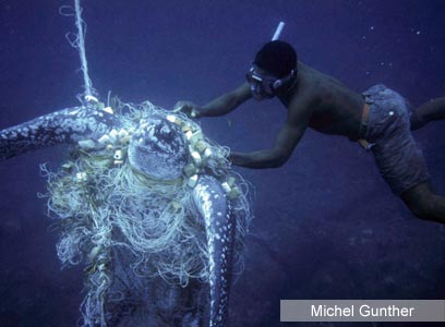 צילום: WWF-Canon צילום: WWF-Canon