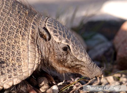 צילום: WWF-Canon צילום: WWF-Canon