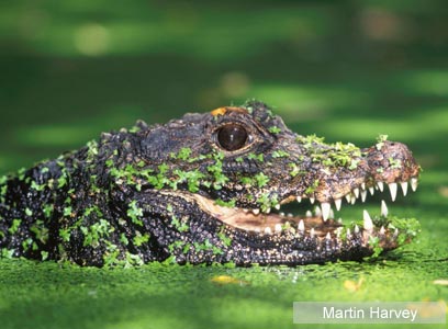 צילום: WWF-Canon צילום: WWF-Canon