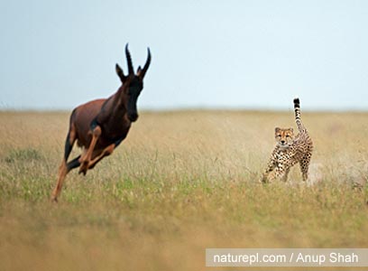 צילום: WWF צילום: WWF