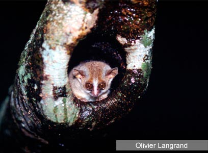 צילום: WWF צילום: WWF