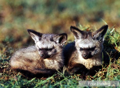 צילום: WWF צילום: WWF