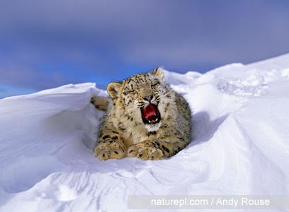 צילום: WWF צילום: WWF