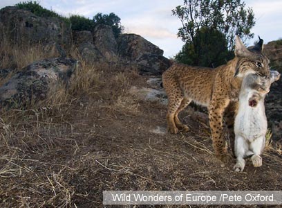 צילום: WWF צילום: WWF