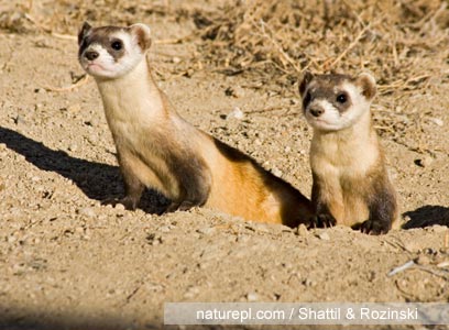 צילום: WWF צילום: WWF