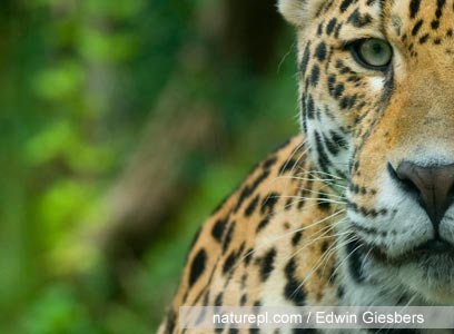 צילום: WWF צילום: WWF