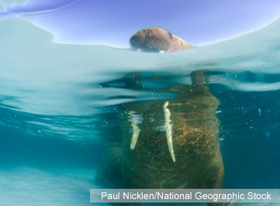 צילום: WWF-Canada צילום: WWF-Canada