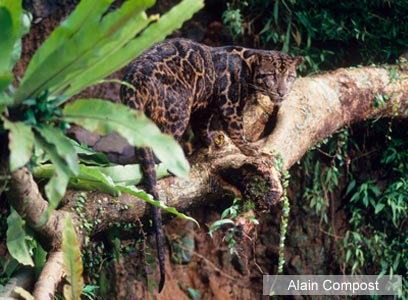 צילום: WWF-Canon צילום: WWF-Canon