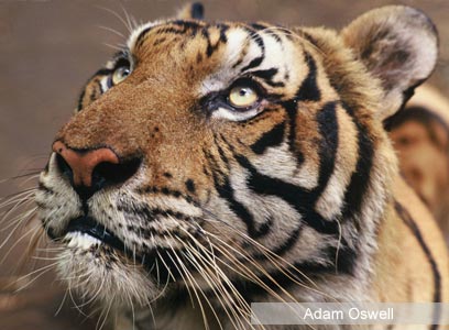 צילום: WWF-Canon צילום: WWF-Canon