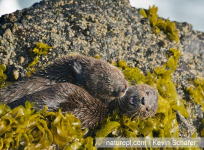 צילום: WWF צילום: WWF