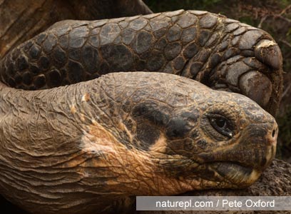 צילום: WWF צילום: WWF