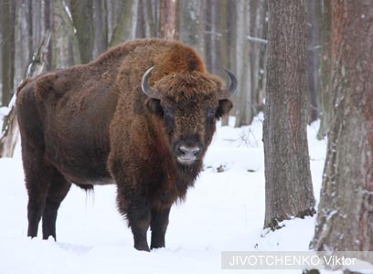 צילום: WWF-Russia צילום: WWF-Russia