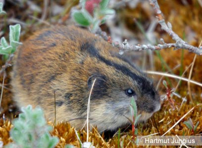 צילום: WWF-Canon צילום: WWF-Canon
