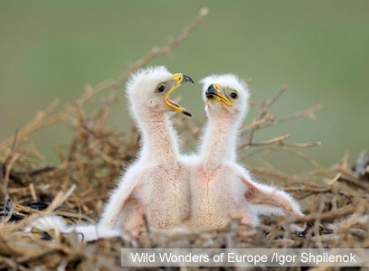 צילום: WWF צילום: WWF