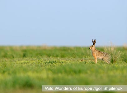 צילום: WWF צילום: WWF