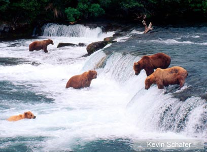 צילום: WWF-Canon צילום: WWF-Canon