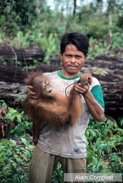 צייד מציג בגאווה את גור האורנג-אוטן שלכד בטבע. עשוי להשיג עבורו כ-3,000 דולר (צילום: WWF-Canon) (צילום: WWF-Canon)