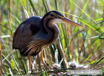 צילום: WWF-Canon