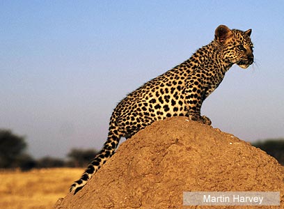 צילום: WWWF-Canon