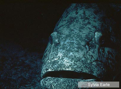 צילום: WWF-Canon