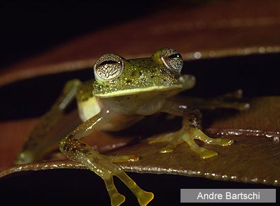 צילום: WWF-Canon