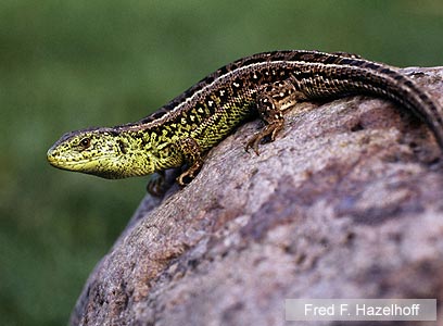 צילום: WWF-Canon