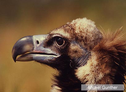 צילום: WWF-Canon