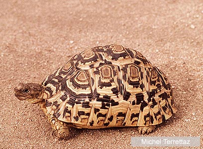 צילום: WWF-Canon