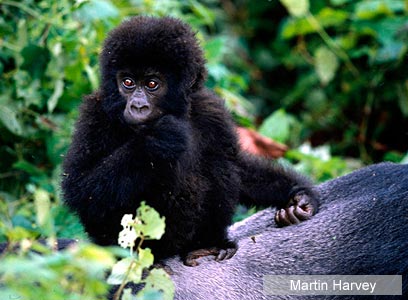 צילום: WWF-Canon