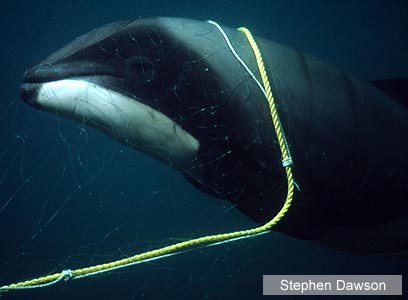 צילום: WWF-Canon