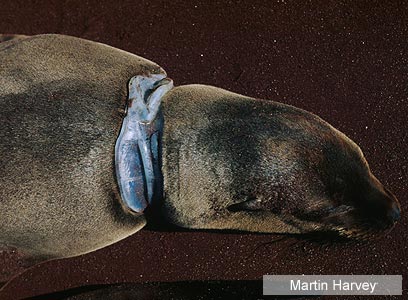 צילום: WWF-Canon