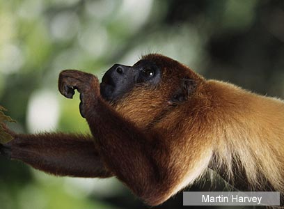 צילום: WWF-Canon