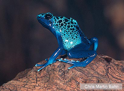 צילום: WWF-Canon