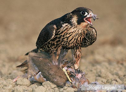 צילום: WWF-Canon