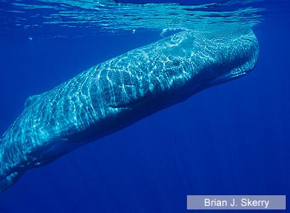 צילום: National Geographic Stock / WWF