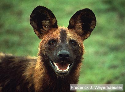 צילום: WWF-Canon