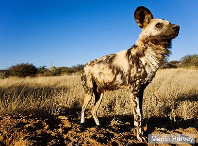 צילום: WWF-Canon 