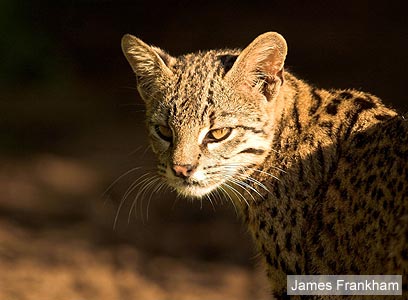 צילום: WWF-Canon