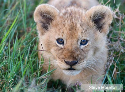 צילום: WWF-Canon