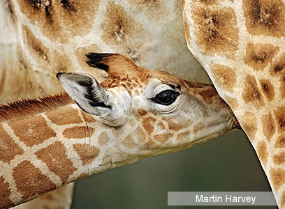 צילום: WWF-Canon