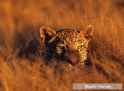 צילום: WWF-Canon