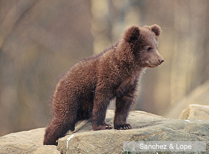 צילום: WWF-Canon