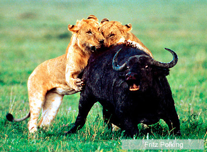 צילום: WWF צילום: WWF