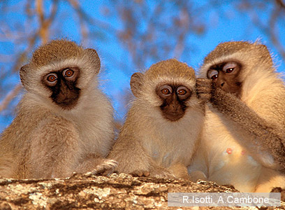 צילום: Homo Ambiens / WWF-Canon צילום: Homo Ambiens / WWF-Canon