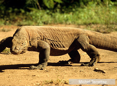 צילום: WWF-Canon