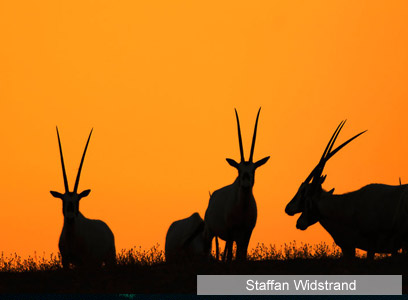 צילום: WWF