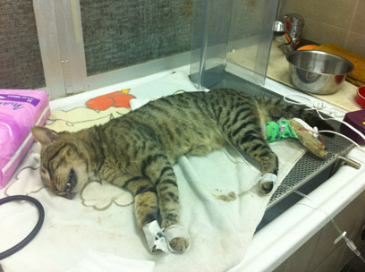 צילום: ויקי שבידלר  