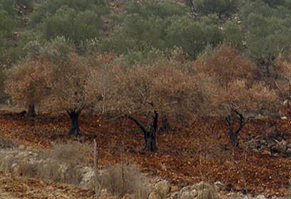 עצי זית מתים במטע (צילום:  תומר פרת ) (צילום:  תומר פרת )