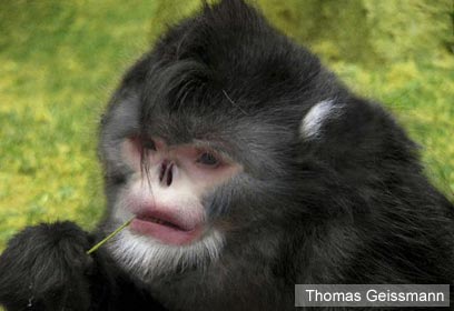 צילום: Fauna & Flora International