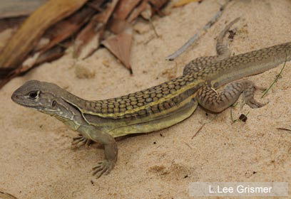 צילום: L.Lee Grismer